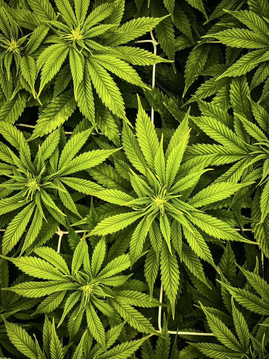 L'Herbe en France — plateforme CBD français